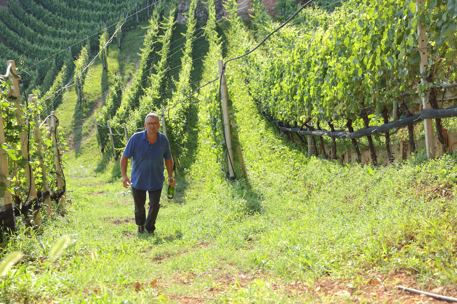 cantina lasterosse-vigneti