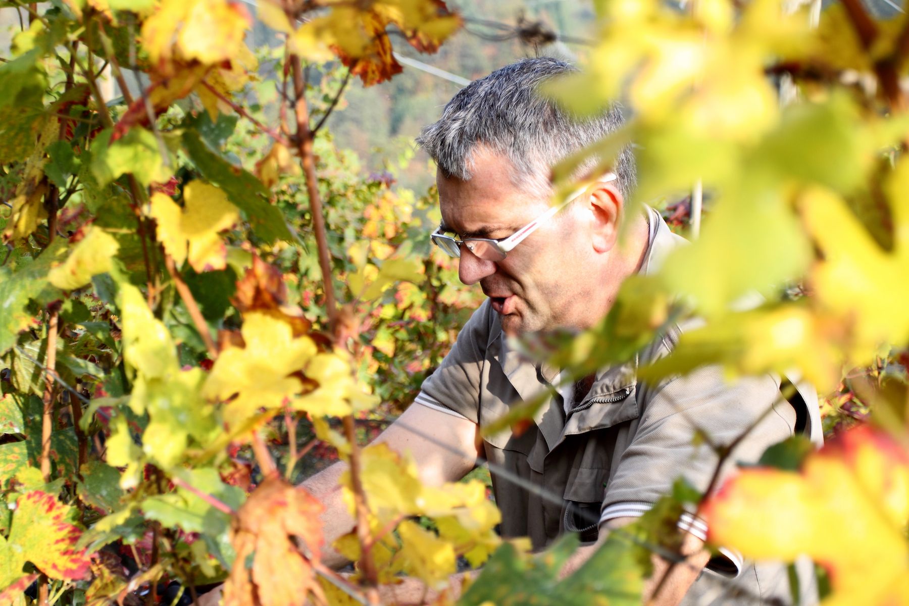 vendemmia-val di non-cantina lasterosse