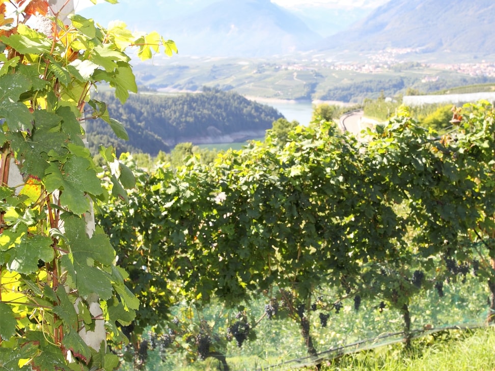 vino di montagna