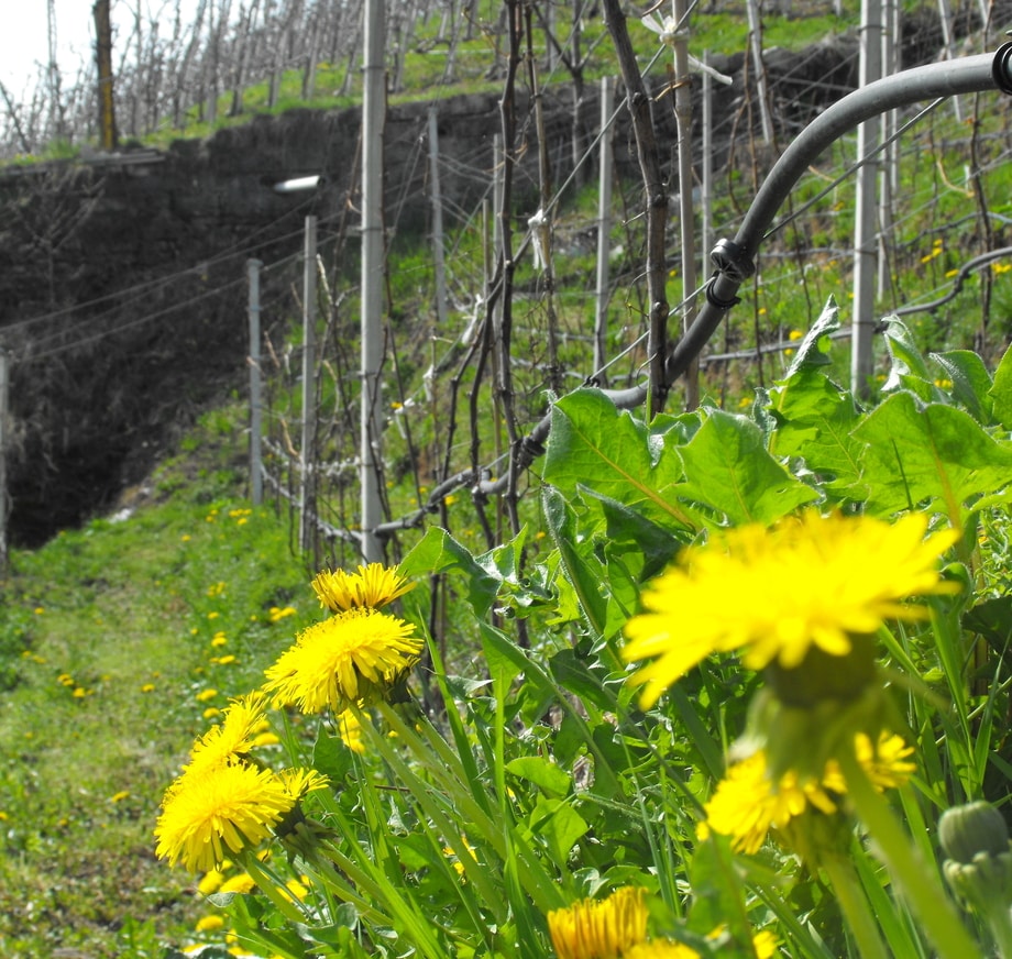 Primavera in vigna LasteRosse