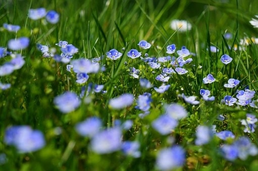 Primavera in vigna