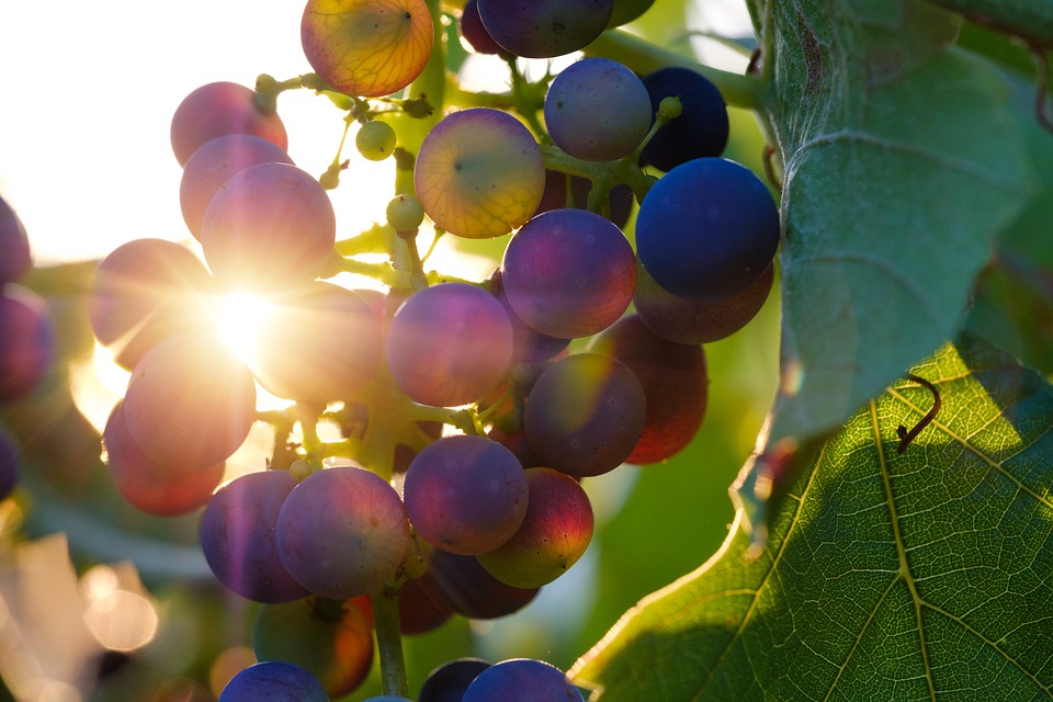 Cosè Linvaiatura Storia Dei Grappoli Che Cambiano Colore