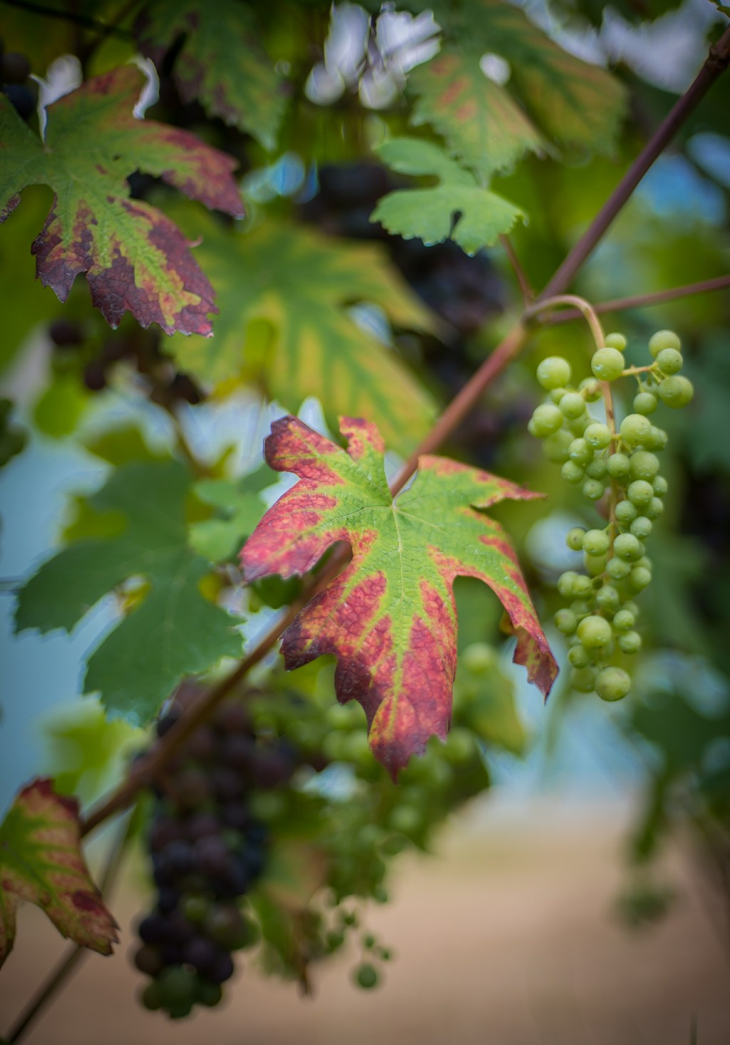 Invaiatura Cantina Laste Rosse
