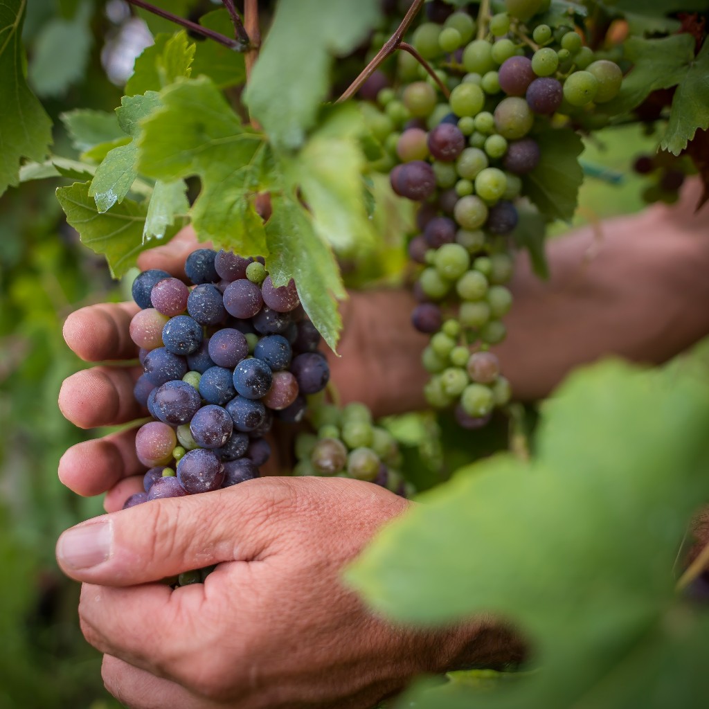 Invaiatura Cantina Laste Rosse