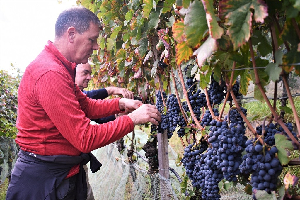 festa della vendemmia LasteRosse