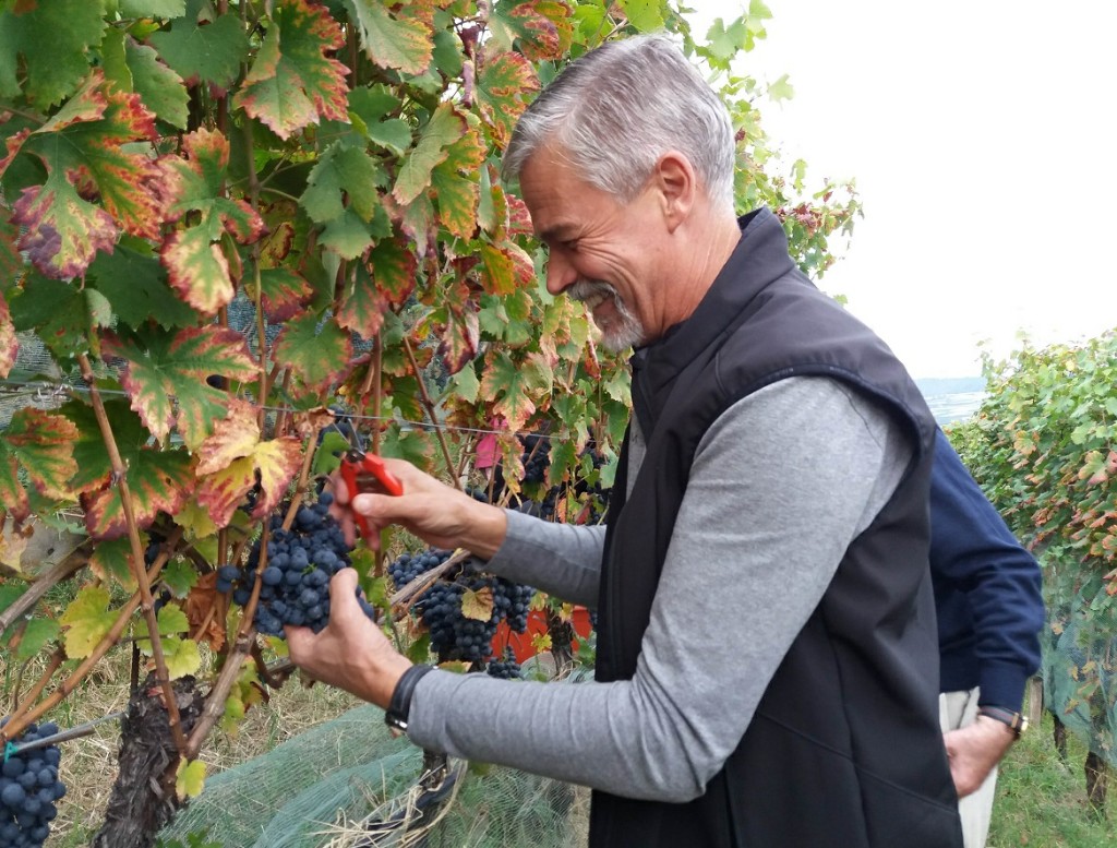 festa della vendemmia lasterosse