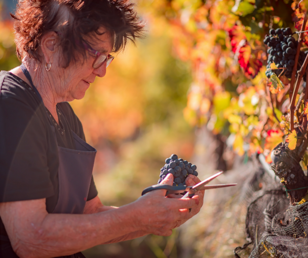 Candida lavoro in vigna