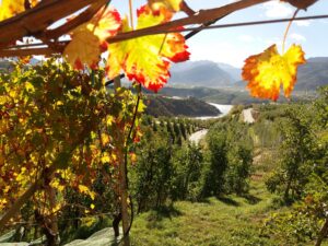 wine trekking autunno